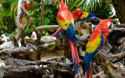 Conversatorio: “Conciencia ciudadana ambiental, nuestras aves”